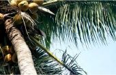 Hoe lager de suiker van het bloed met kokosolie