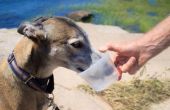 Wat gebeurt er als je een hond ijswater geven?