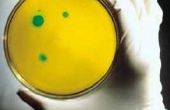 Overeenkomsten tussen bacteriën & protisten