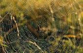 Hoe te identificeren van de spinnen door hun webben