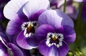 Hoe de zorg voor jaarlijkse Viola bloemen