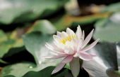 Wat betekenen de kleuren van lotusbloemen?