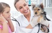 Bijwerkingen van theofylline bij honden