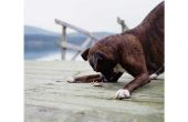 Wat zijn de oorzaken van lymfoom bij honden?