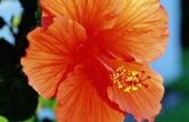 Kan Hibiscus groeien in Zuid-Californië Winters?