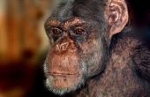 Interessante feiten van de chimpansee