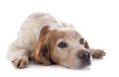 Symptomen van Hodgkin bij honden