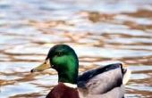 Problemen met Mallard eenden in zwembaden