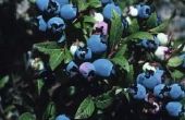 Blueberry struiken: Tips en trucs te hoge fruitteelt worden gebruikt, en weten wanneer ze trim