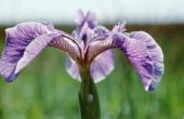 Wat dieren eten Iris planten?