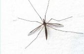 Hoe te muggen bewijs een werf