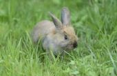 Wat voor soort vloer voor een konijn Run?