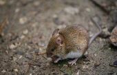 How to Get Rid van huis muizen natuurlijk