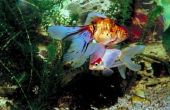 Hoe maak je een Fantail goudvis groter groeien