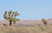 Eetbare Mojave-woestijn planten