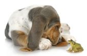 Hoe de behandeling van honden met kikker vergiftiging