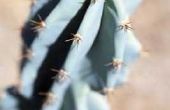Hoe om te groeien van een San Pedro Cactus uit zaad