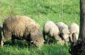 Hoe Dye schapenvacht