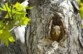 Waarom de eekhoorns in de bomen Squawk?
