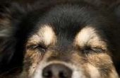 Wat betekent het als uw hond grommend tijdens het slapen?