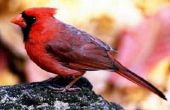 Verschillende soorten van Cardinal vogels