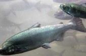 Vissen op zalm in Grays Harbor County (Washington)