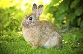 Welke fysieke aanpassingen doet een konijn kunt helpen het overleven in de omgeving?