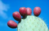 Wat Is Prickly Pear Cactus goed voor?