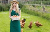 Voorschriften voor de verkoop van particuliere kip ei in Texas