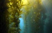 Zee Kelp feiten