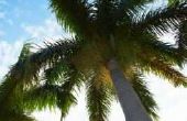 Wat Fruit groeit op palmbomen?