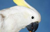 Hoe om rustig een lawaaierige huisdier papegaai