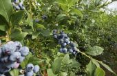 Informatie over Blueray Blueberry struiken