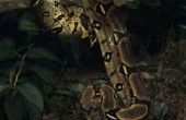 Identificeren bruin slangen in Tennessee
