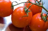 Wanneer Plant tomaten in Pennsylvania?