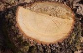 Een huis remedie voor doden boom stompen