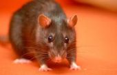 How to Build een Snare Trap voor ratten