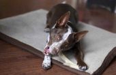 Hoe te stoppen met een hond van het eten van zijn beddengoed & dekens