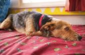 Leishmaniasis symptomen bij honden
