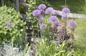 Kunt u Plant een tuin direct na het neerzetten gladstrijken?