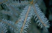 De verzorging van een Blue Spruce Tree