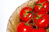 Hoe vaak moet u tomatenplanten bemesten?
