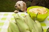 Goed fruit te voeden van honden