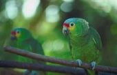 Hoe om te fokken Amazone papegaaien