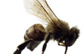 Bugs die er als bijen uitzien