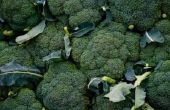 Stadia van Broccoli groei