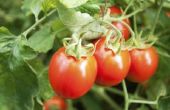 Waarom Splits tomaten bij het kweken?