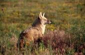 Hoe herken ik een mannelijke Coyote uit een vrouwelijk