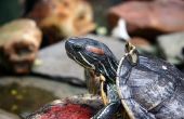 Indiana wet op magnetisch schildpadden