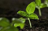 Tekenen van CO2 toxiciteit bij planten
